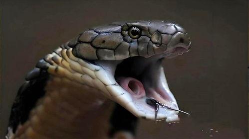 最大眼镜王蛇图片