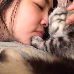 秒拍动物搞笑视频